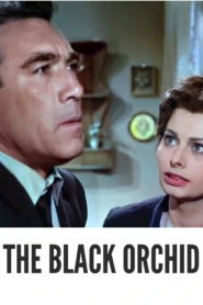 Download The Black Orchid (1959) Colorized HD | Sophia Loren | Romantic Drama Classic